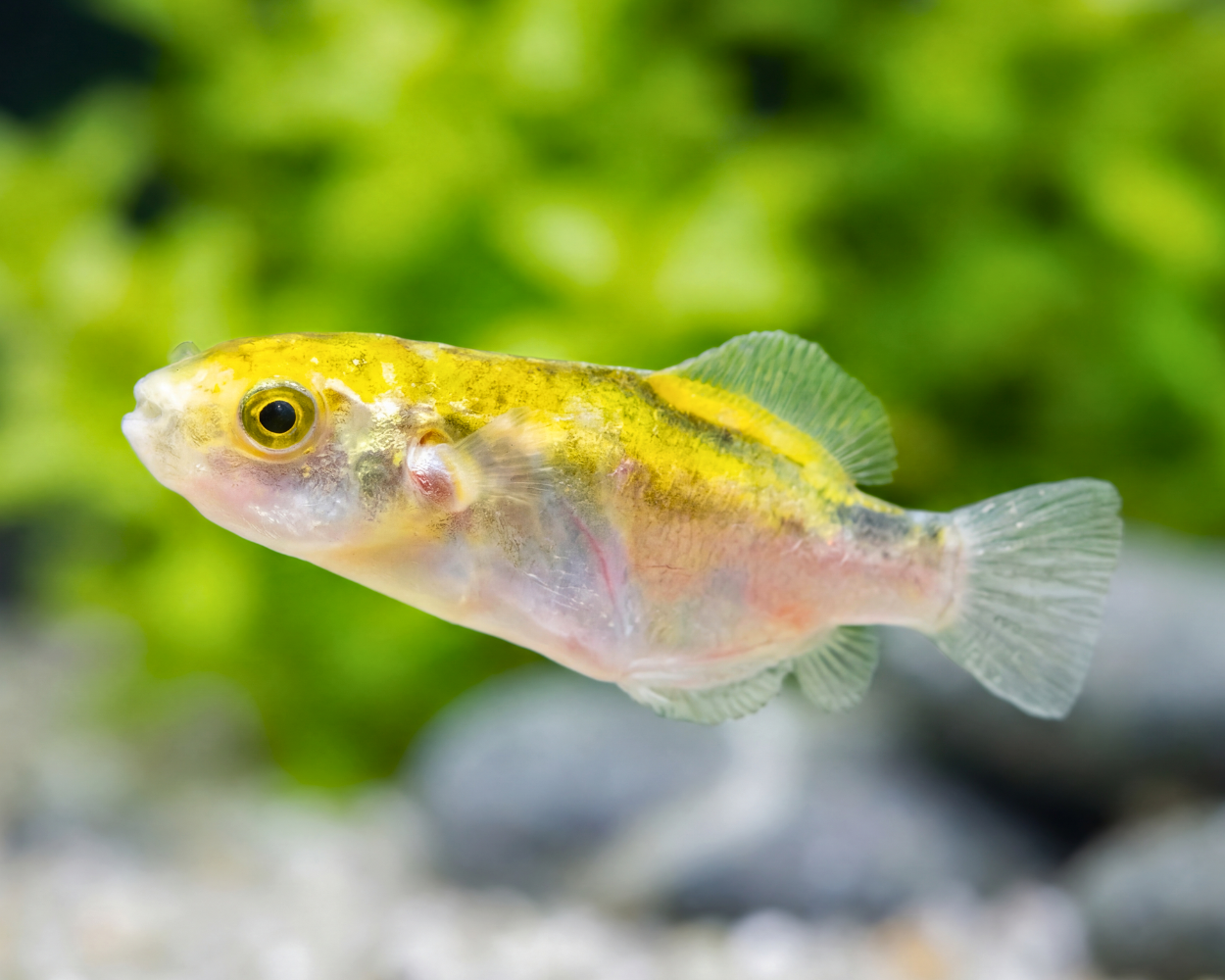 Chonerhinus modestus (Golden Pufferfish)
